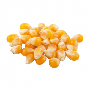  Maïs popcorn (500g)