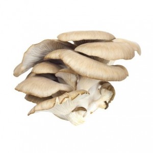  Champignons - Pleurotes (250g)