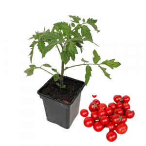  Plant tomate cerise rouge