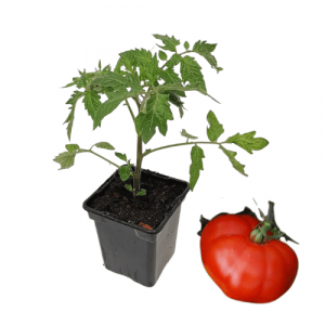  Plant tomate russe