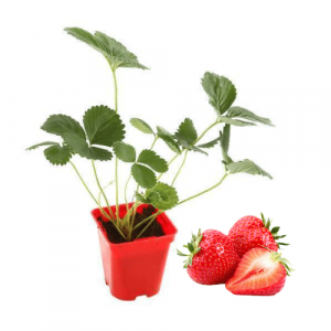  Plant fraisiers charlotte (remontantes)
