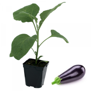  Plant aubergine