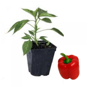  Plant poivron rouge