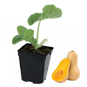  Plant butternut