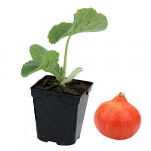  Plant potimarron