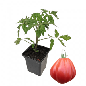  Plant tomate cœur de bœuf