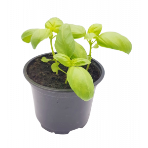  Plant basilic réglisse