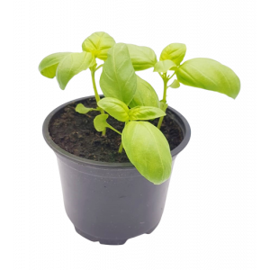  Plant basilic