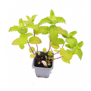  Plant menthe