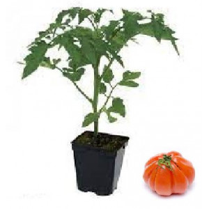  Plant tomate merveille des marchés