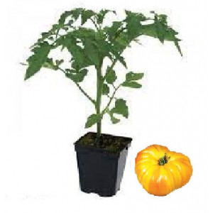  Plant tomate ananas