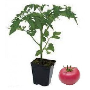  Plant tomate rose de Berne