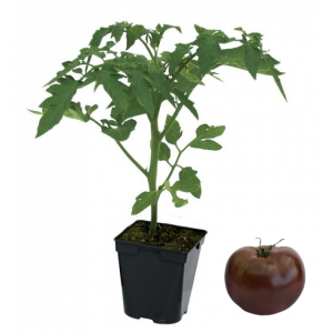  Plant tomate noire de Crimée