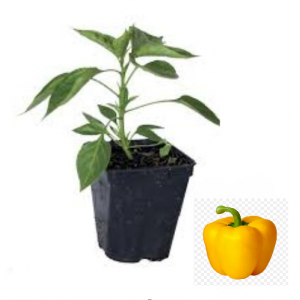  Plant poivron jaune