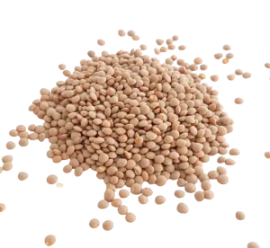 Lentilles corail entières