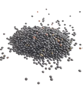 Lentilles noires beluga