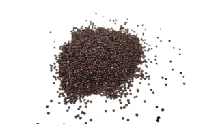 Quinoa noir