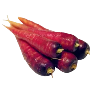 Carottes rouges