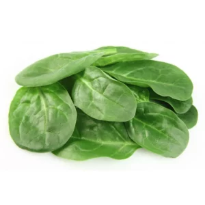 Jeune pousse épinard