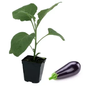 Plant aubergine