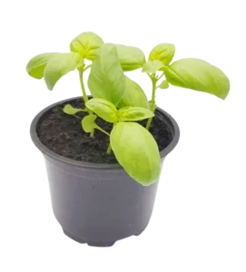 Plant basilic grand vert