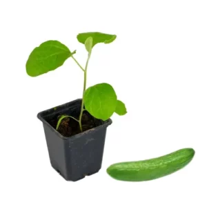 Plant concombre