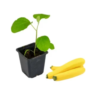 Plant courgette jaune