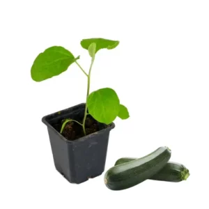Plant courgette verte