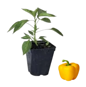 Plant poivron jaune