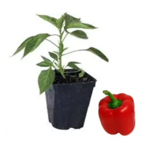Plant poivron rouge
