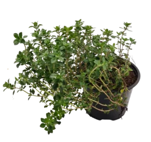 Plant thym d'hiver