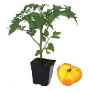 Plant tomate ananas