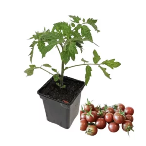 Plant tomate cerise black cherry