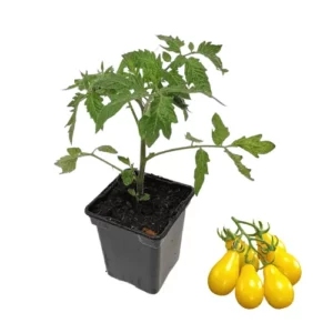 Plant tomate cerise jaune