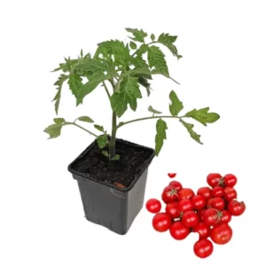 Plant tomate cerise rouge