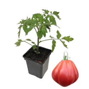 Plant tomate cœur de bœuf