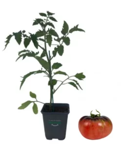 Plant tomate coeur de boeuf indigo