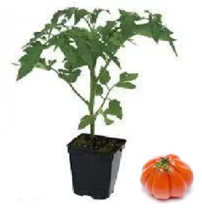Plant tomate brandywine