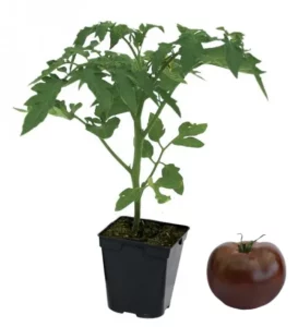Plant tomate noire de Crimée