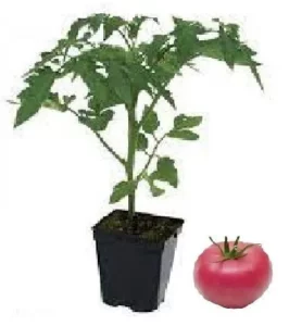 Plant tomate rose de Berne