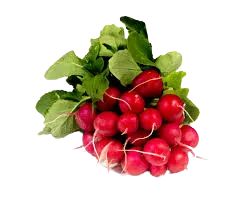 Radis rond rouge botte sans feuille