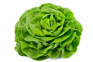 Salade laitue