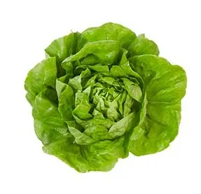 Salade laitue sucrine petite