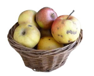Pommes un peu abîmées - pour compote