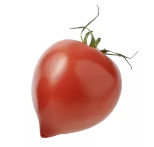 Tomates téton de Vénus